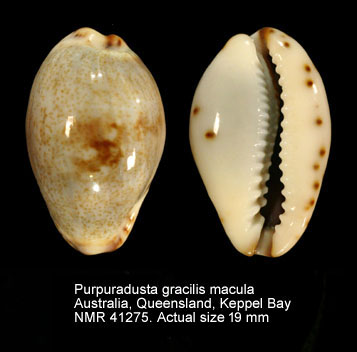 Purpuradusta gracilis macula.jpg - Purpuradusta gracilis macula(Angas,1867)
